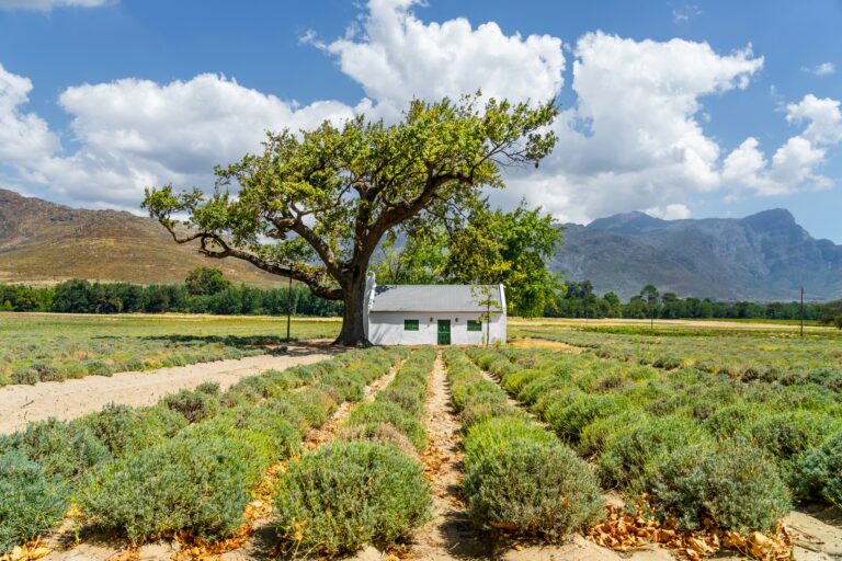 Vinícola em Franschhoek